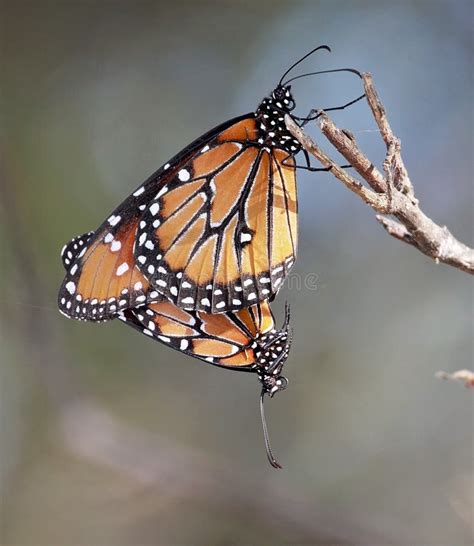 Monarch Butterflies Mating Stock Photo Image Of Mating