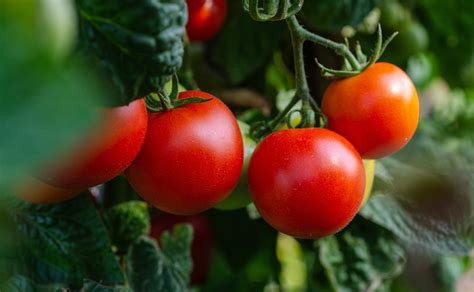 USA levanta restricciones a la importación de tomate mexicano