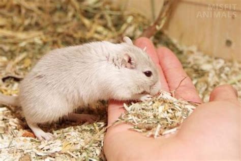 Safe Food For Gerbils: What Food Can & Can't They Eat?