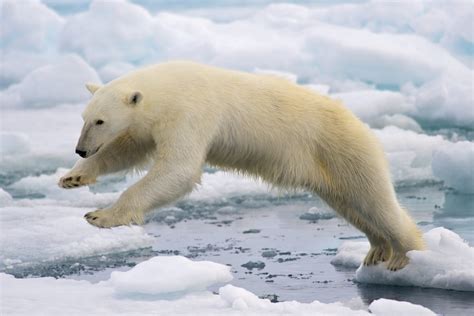 La Population Des Ours Polaires Est Stable