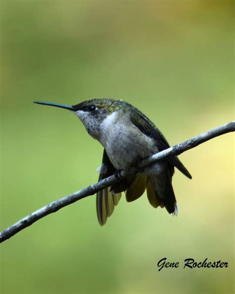 Do You Love Hummingbirds? | Home & Garden Information Center