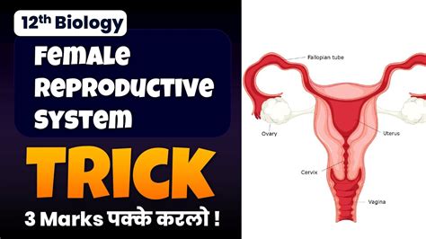 Female Reproductive System अब चुटकी में होगा याद Important Diagram For 2023 Board Exam Youtube