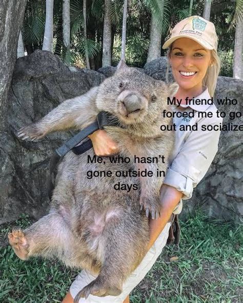 That’s a wombat btw : r/memes