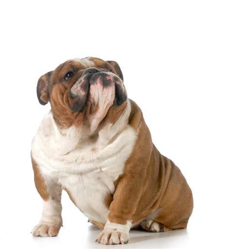 Top 7 Fattest Dog Breeds - Tevra Pet