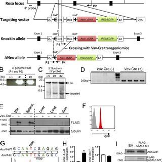 Generation Of Asxl1 MT KI Mice A Schematic Depiction Of The Targeted