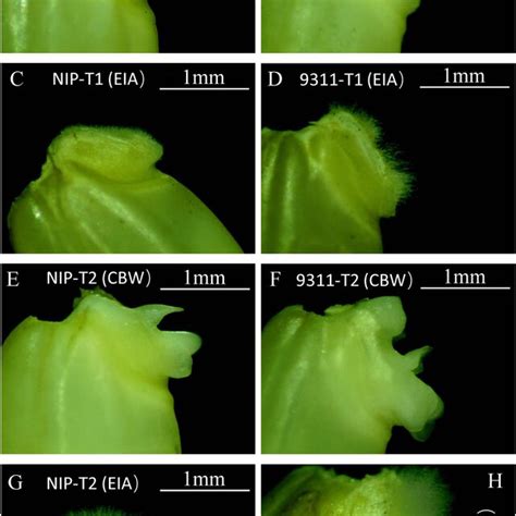 Phenotypic comparison of coleorhiza hair development in japonica (NIP ...