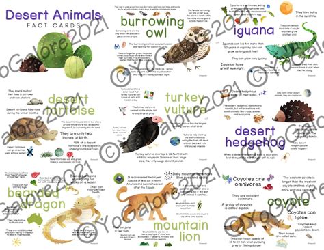 Desert Animal Facts: Posters for the Classroom or Playroom - Etsy