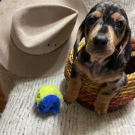 Miniature Silver Dapple Dachshunds