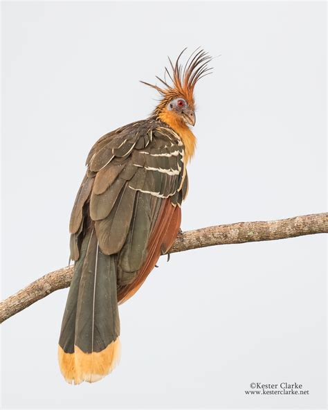 Hoatzin - Kester Clarke Wildlife Photography