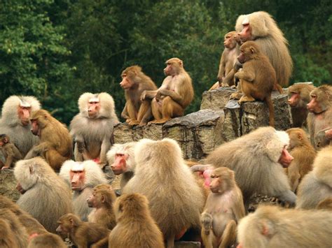 Monkeys In A Group Britannica