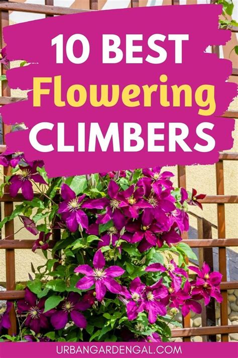 Climbing Flower Vines Climbing Plants Trellis Climbing Flowers