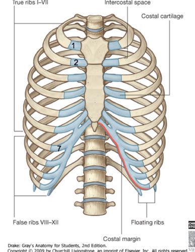 Bones Of Thorax Flashcards Quizlet