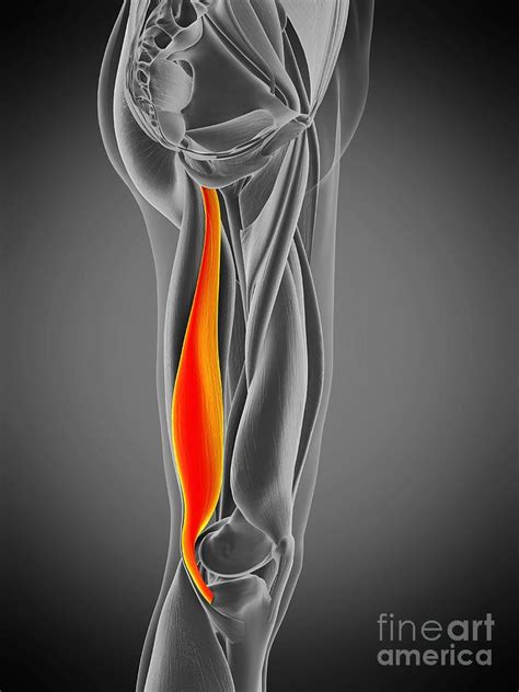 Semimembranosus Muscle Photograph By Sebastian Kaulitzkiscience Photo