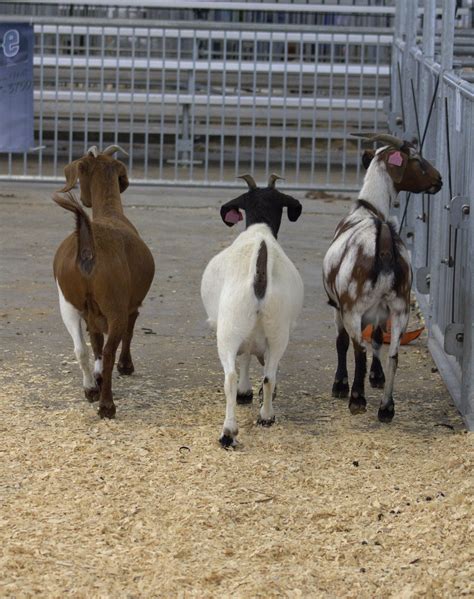 Goat Color Explained Midwest Buck Sale