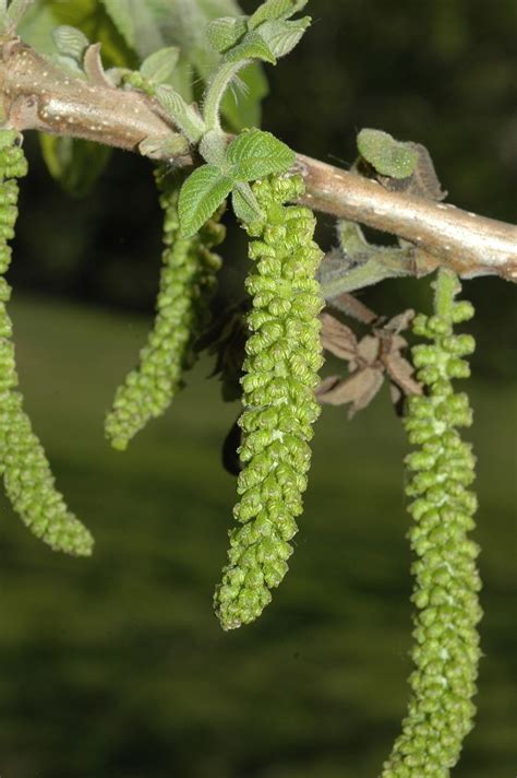 Juglans ailantifolia (Juglandaceae) image 12987 at