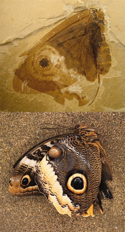 fossil-butterfly-Smithsonian | EarthSky