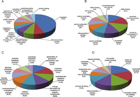 Gene Ontology Categories For The Differentially Expressed Proteins Of Download Scientific