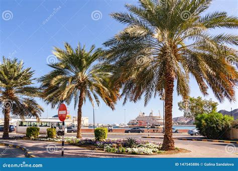 Palm Trees On The Embankment In The City Of Muscat The Capital Of Oman