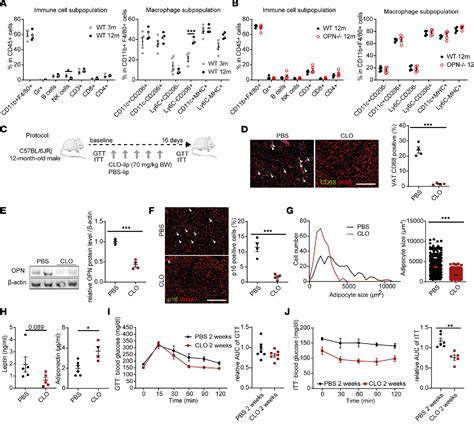 Figure From Osteopontin Promotes Age Related Adipose Tissue