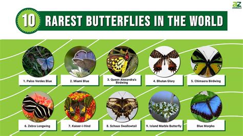 10 Rarest Butterflies In The World A Z Animals