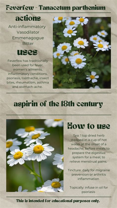 100 medicinal plants and their uses – Artofit