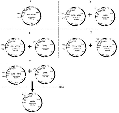 Schematic Presentation Of The Baculovirus Expression Strategies Used To Download Scientific