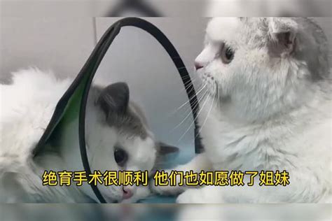 绝育的公猫竟让七七怀孕了？七七每天缠着奶奶，让奶奶摸它肚子