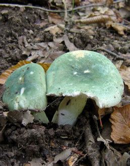 Russule Verdoyante Russula Virescens Apprenez Tout