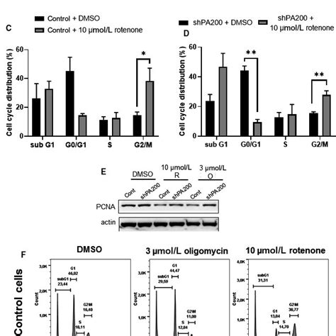 Cell Cycle Change In PA200 Knockdown Cell Line After Selective Exposure