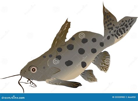 Catfish Synodontis Synodontis Ocellifer Stock Illustration