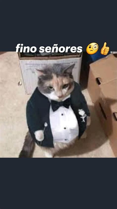 Fino Se Ores Gato Gordo Meme Gato Mascotas Bonitas