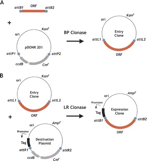 Many Paths To Many Clones A Comparative Look At High Throughput