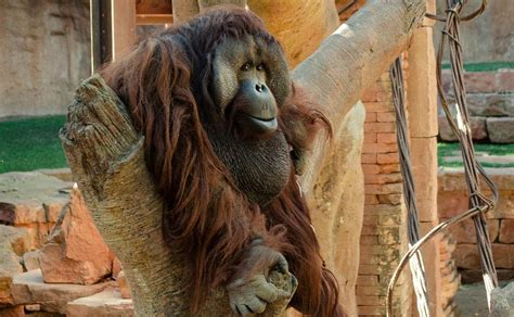 Muere Peek El Orangut N De Borneo De Bioparc Fuengirola Diario Sur