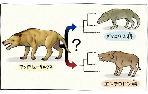 ゆり先生の化石研究室：／28 どの種の仲間？なお模索中 アンドリューサルクス、化石一つ 毎日新聞