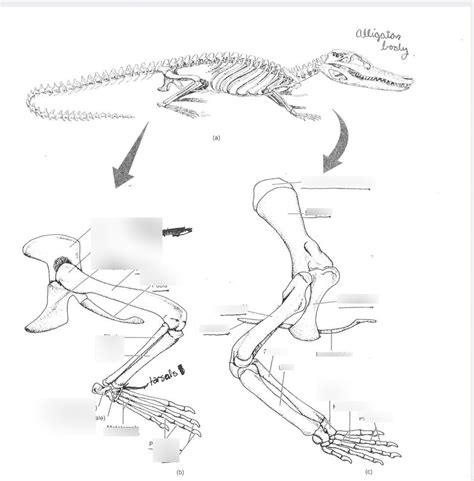 Alligator Skeleton Diagram Quizlet