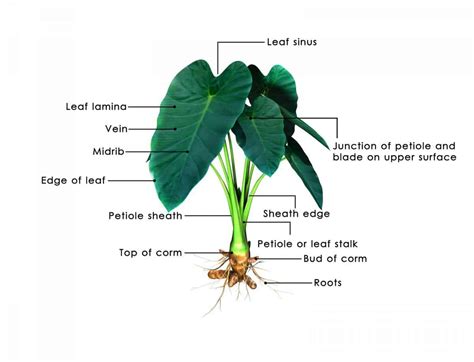 Elephant Ears Plant How To Grow The Colocasia