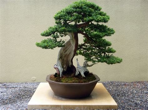 Bonsai Tree Wallpaper for Desktop Free Download