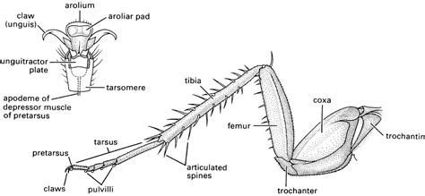 Legs The Insects