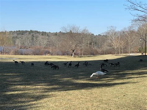 Albino Canada Goose in Wellesley, MA, USA : r/RealLifeShinies