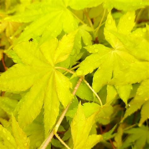 Buy Acer Palmatum Cascade Gold Japanese Maple In The Uk