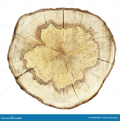 Cross Section Of Tree Trunk Isolated Stock Photo Image Of Timber