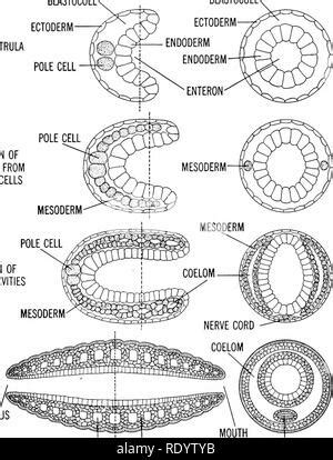 Principles Of Modern Biology Biology Embryonic Development