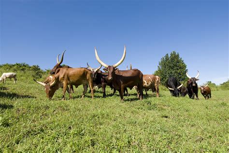 Download free photo of Ankole cows,cows,grazing,uganda,long horns ...