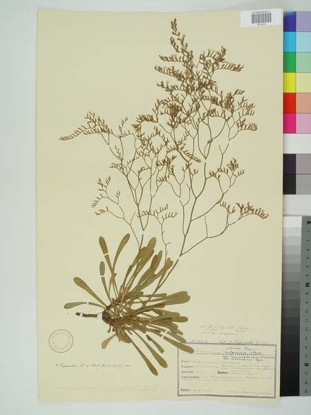 Limonium Ilvae Pignatti Portale Della Flora D Italia Portal To The