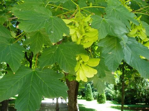 El Sicomoro Acer Pseudoplatanus Rboles Y Arbustos Sicomoro Arbol