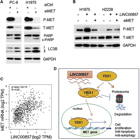 LINC00857 Interacting With YBX1 To Regulate Apoptosis And Autophagy Via