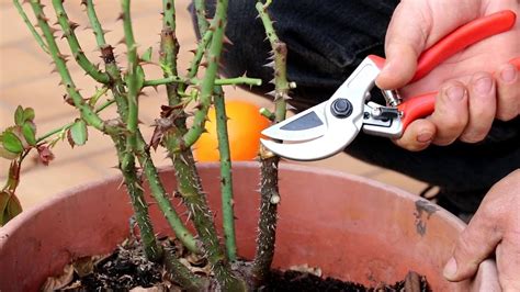 Come Potare Le Rose Guida Pratica Per Piante Piccole Giardino Del