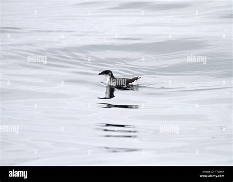 Peruvian Diving Petrel Pelecanoides Garnotii At Sea In The Humboldt