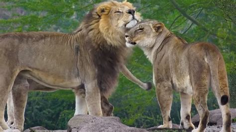 Disney releases video of Animal Kingdom's pride of lions to celebrate 'The Lion King' | FOX 35 ...