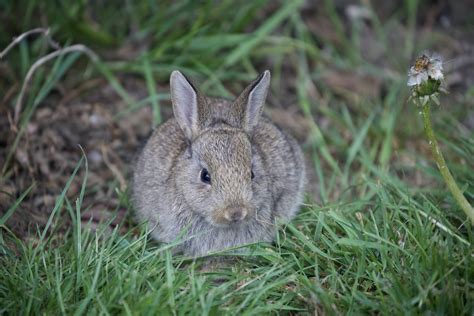 how to protect bunny nest from dogs